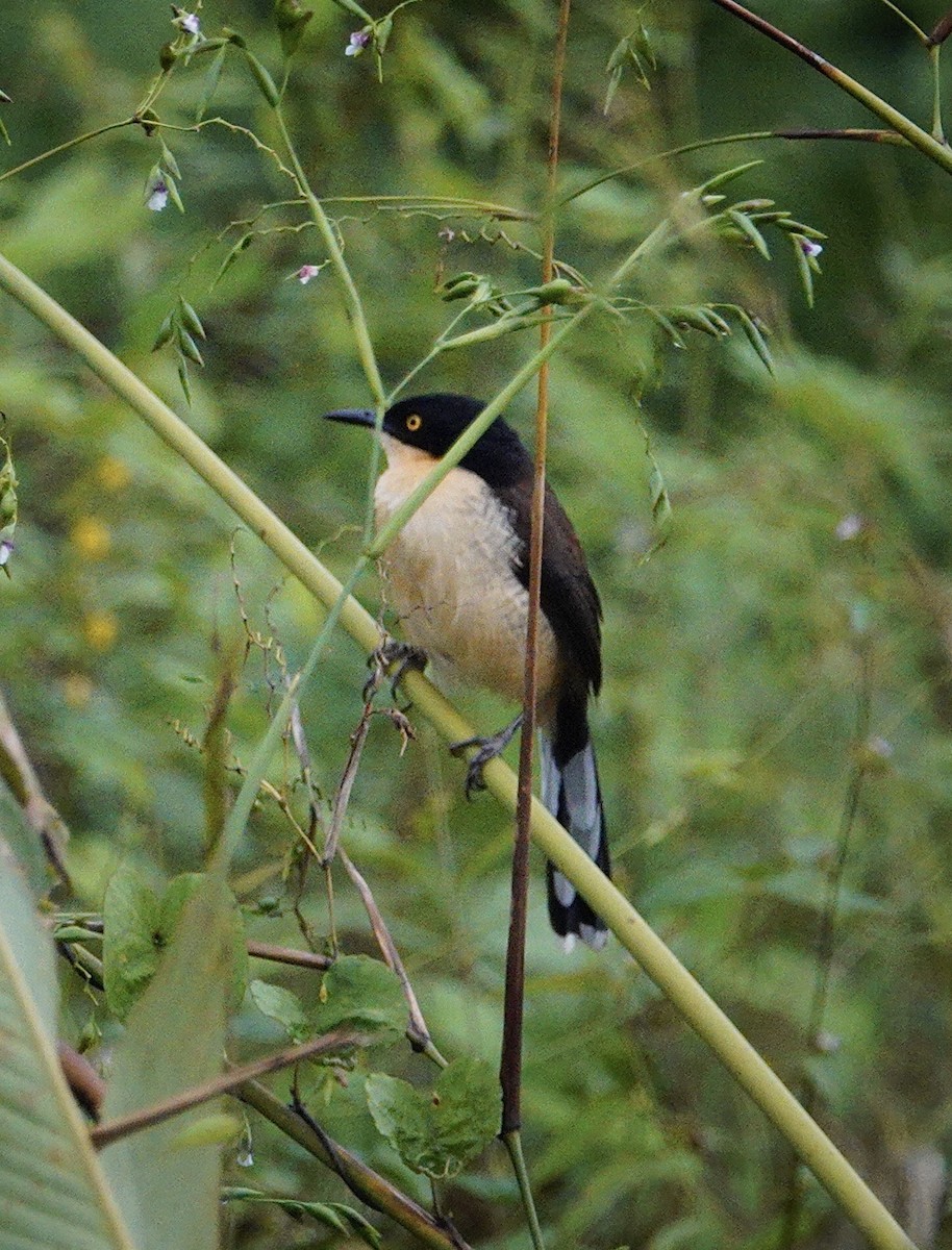 Black-capped Donacobius - ML646017641