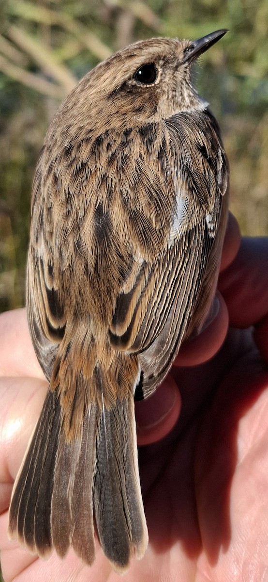 bramborníček černohlavý - ML646017644