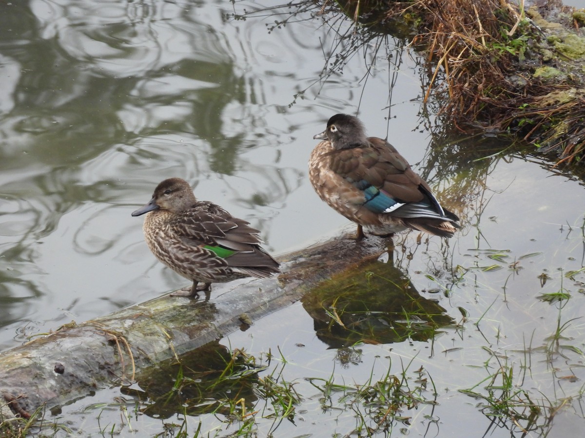 Wood Duck - ML646017649