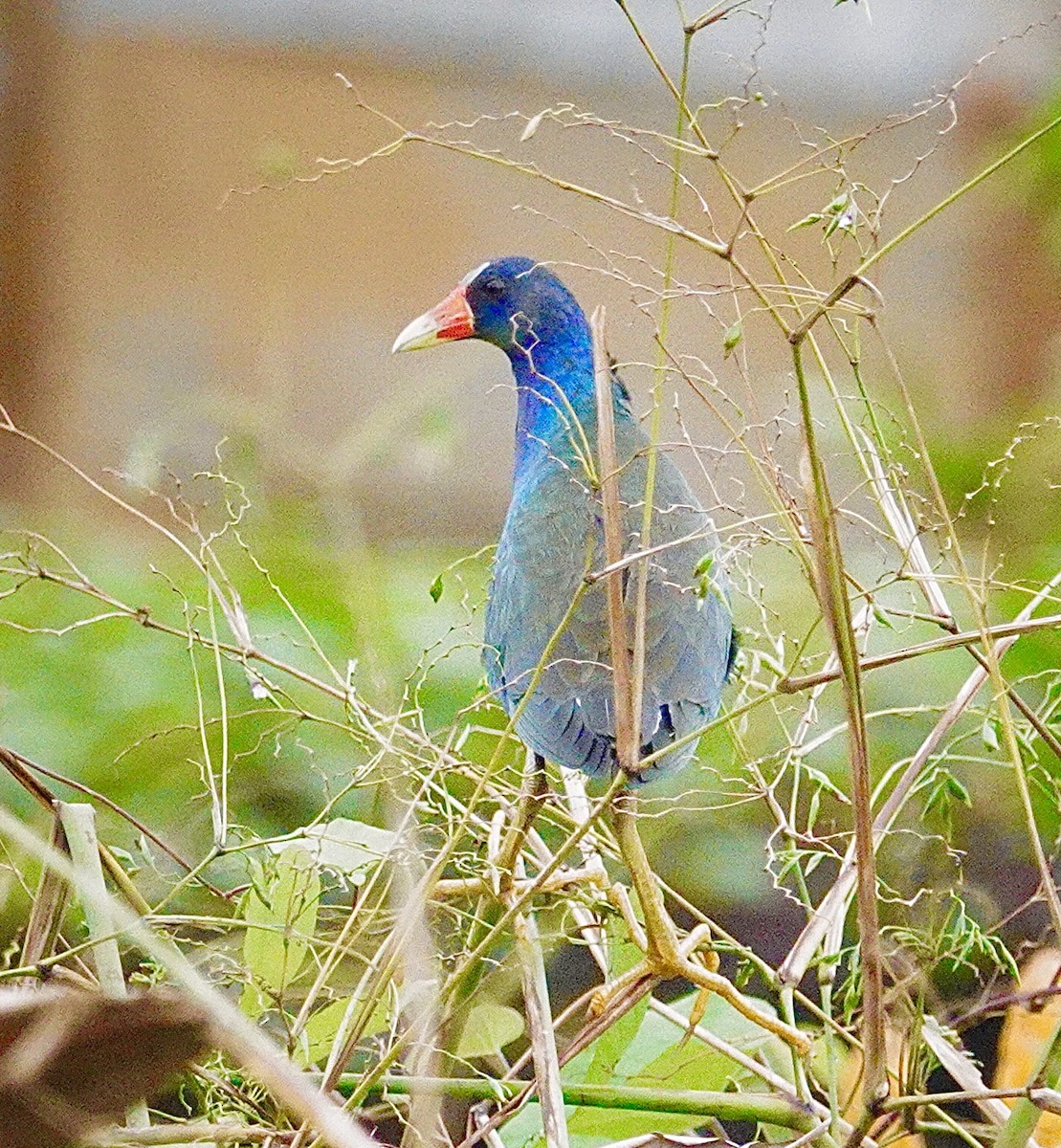 פורפיריה אמריקנית - ML646017655