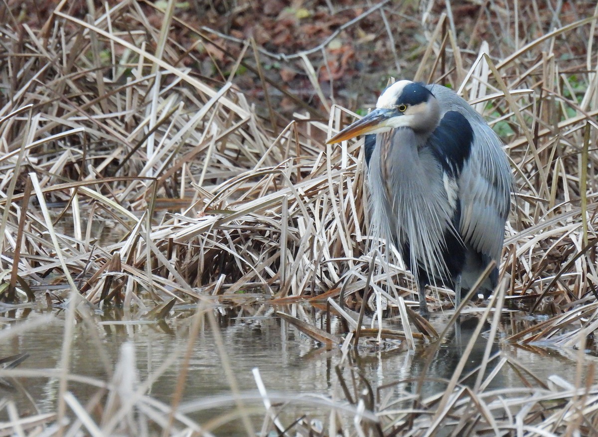 Чапля північна - ML646017658