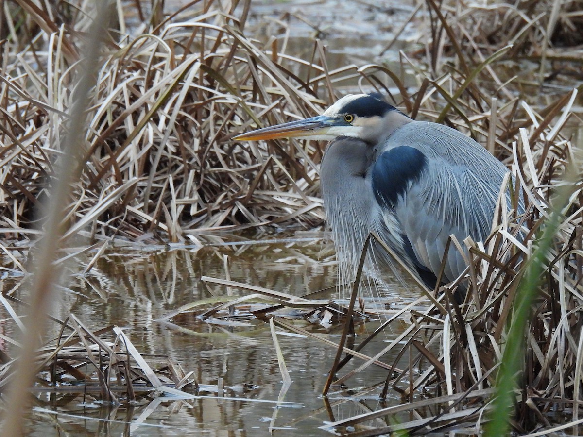 Чапля північна - ML646017659