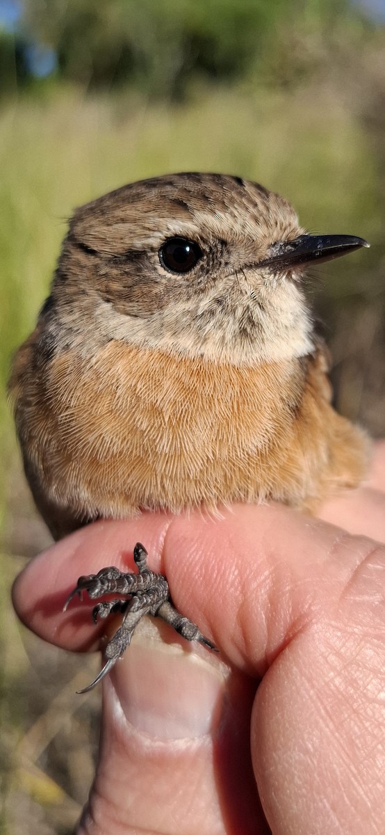 bramborníček černohlavý - ML646017668