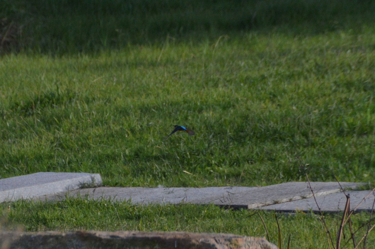 ledňáček říční - ML646017673