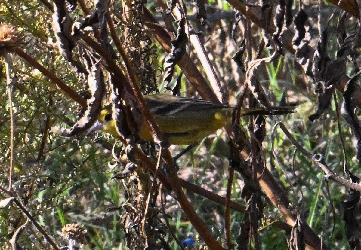 Orchard Oriole - ML646017680