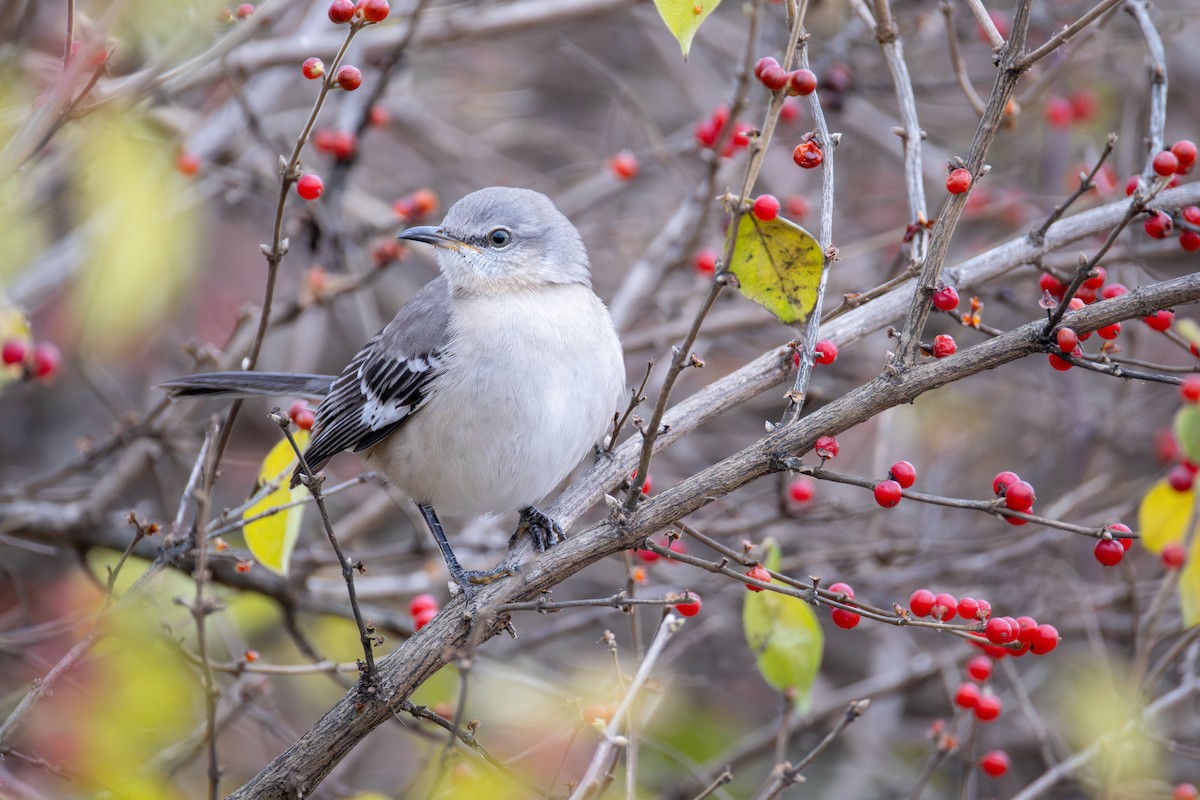 マネシツグミ - ML646017682