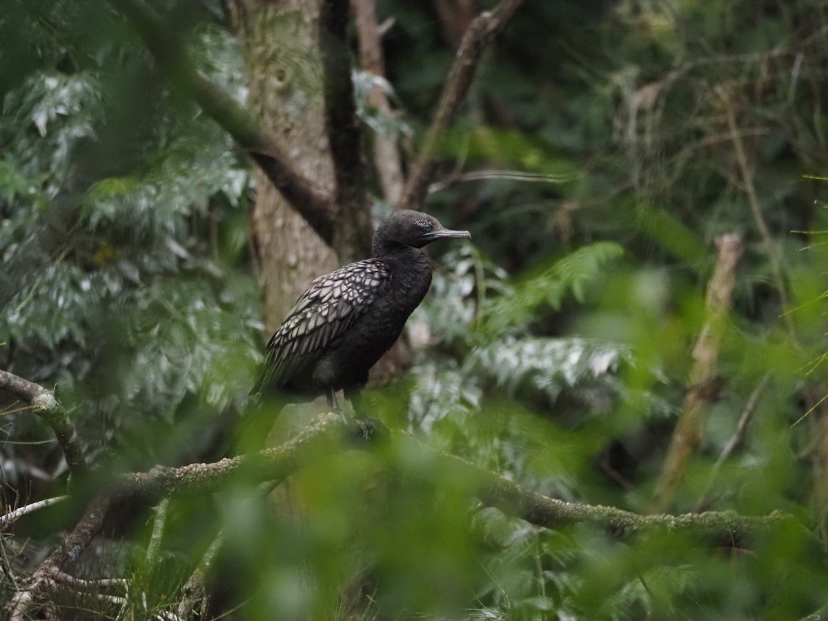 Little Black Cormorant - ML646017686