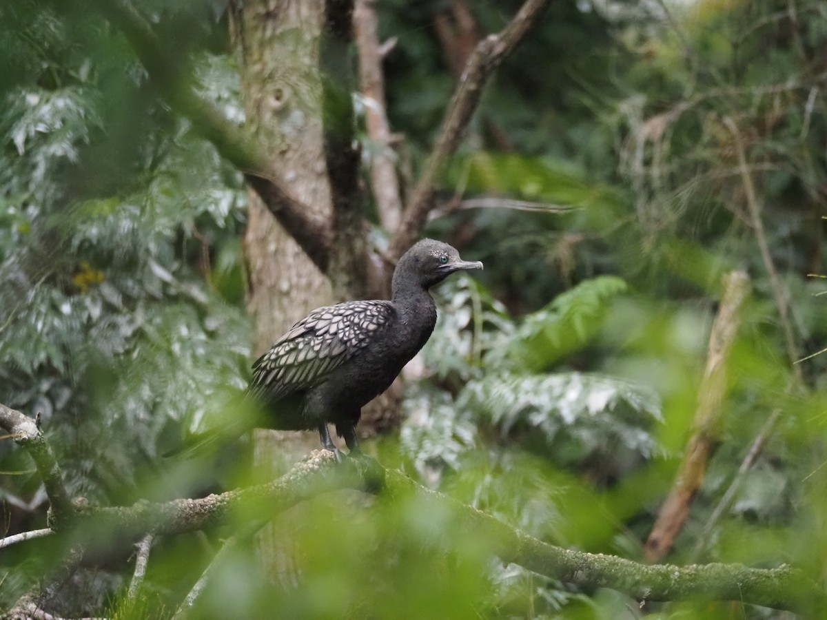 Little Black Cormorant - ML646017687