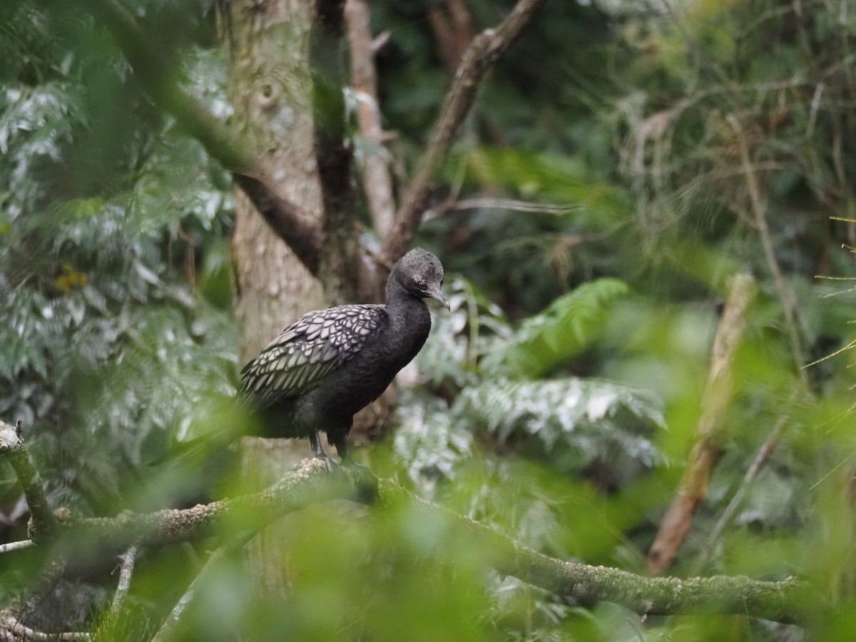 Little Black Cormorant - ML646017688