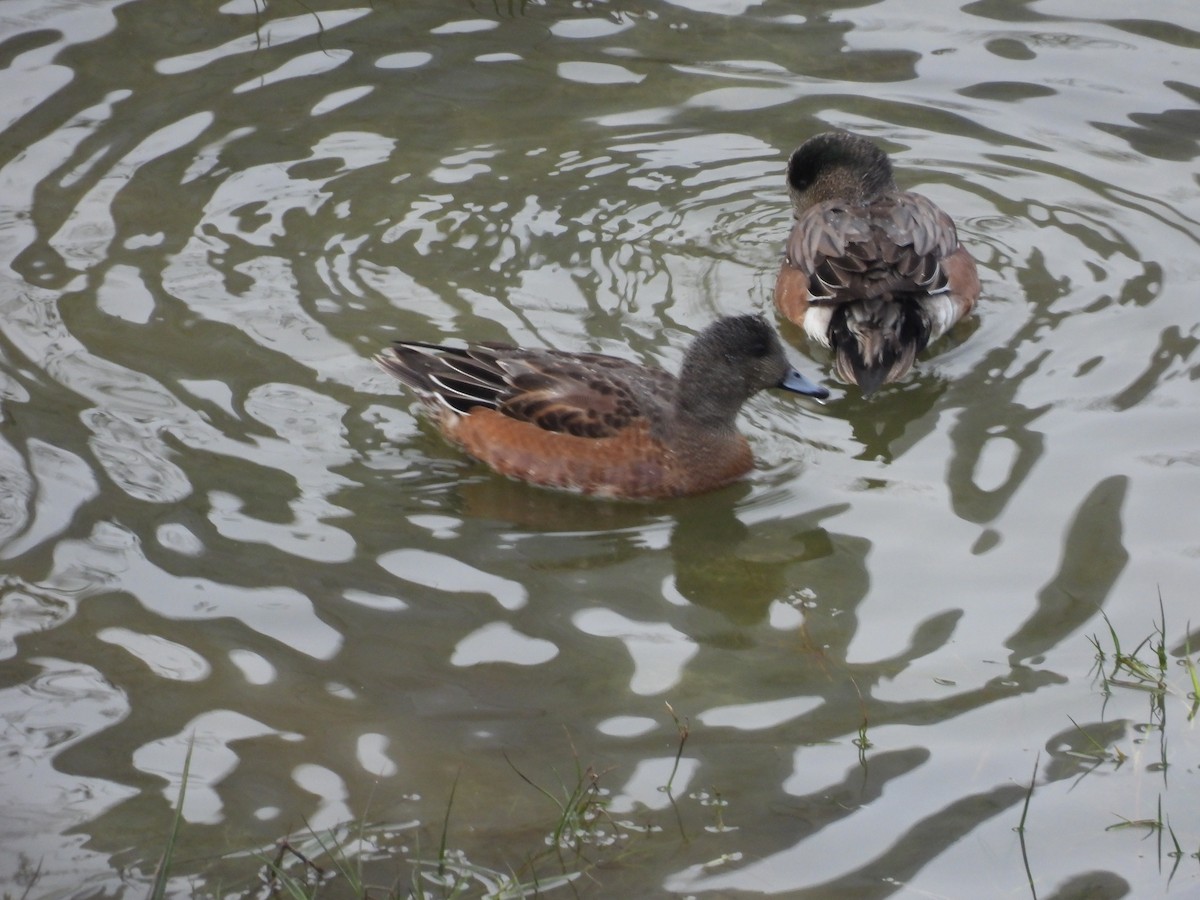 American Wigeon - ML646017693