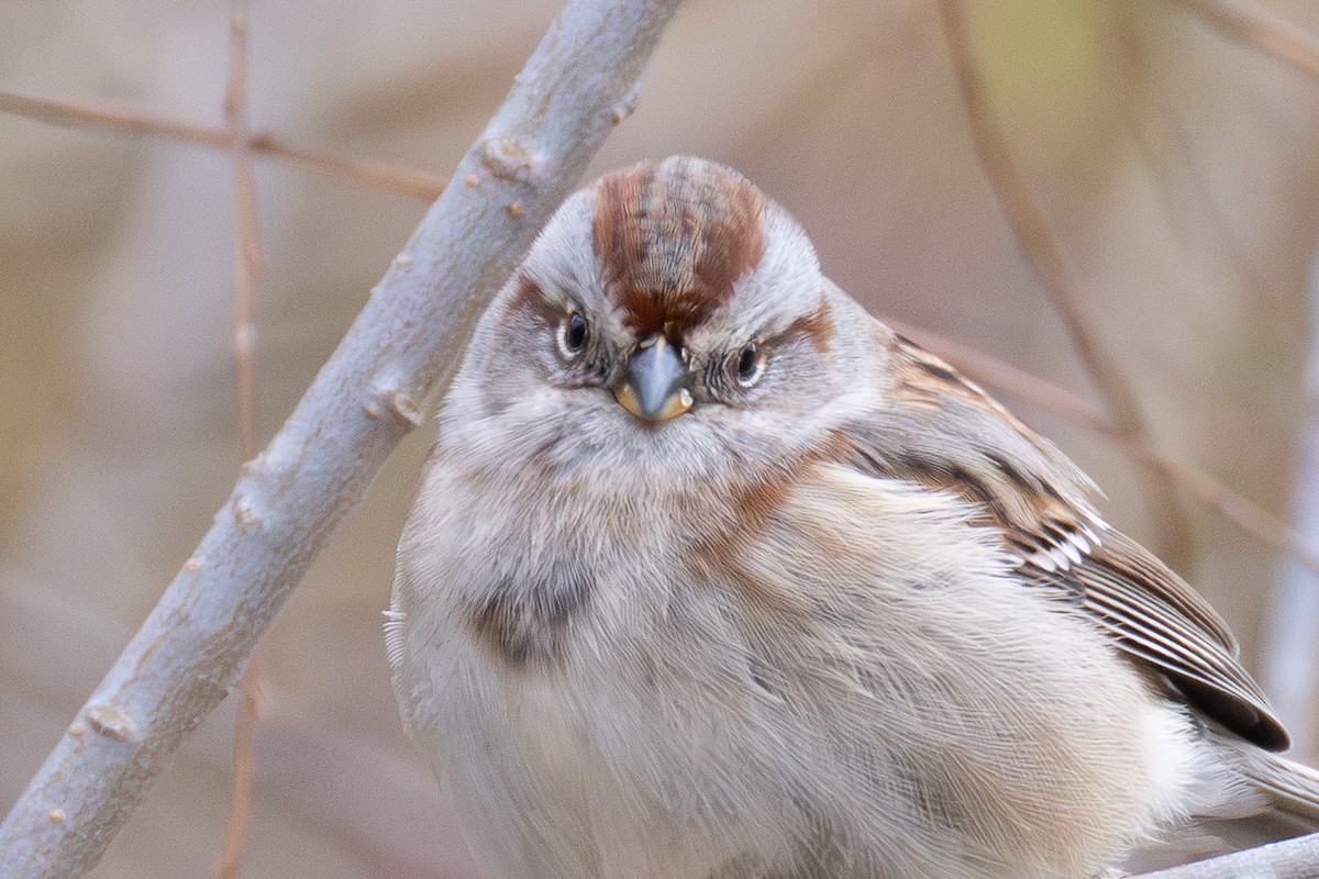 ムナフヒメドリ - ML646017695