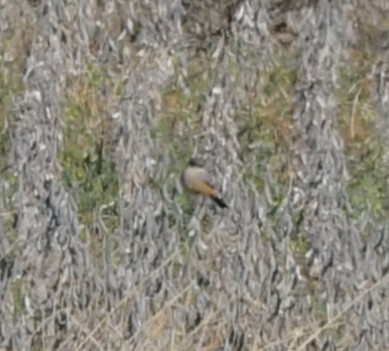 Say's Phoebe - ML646017697