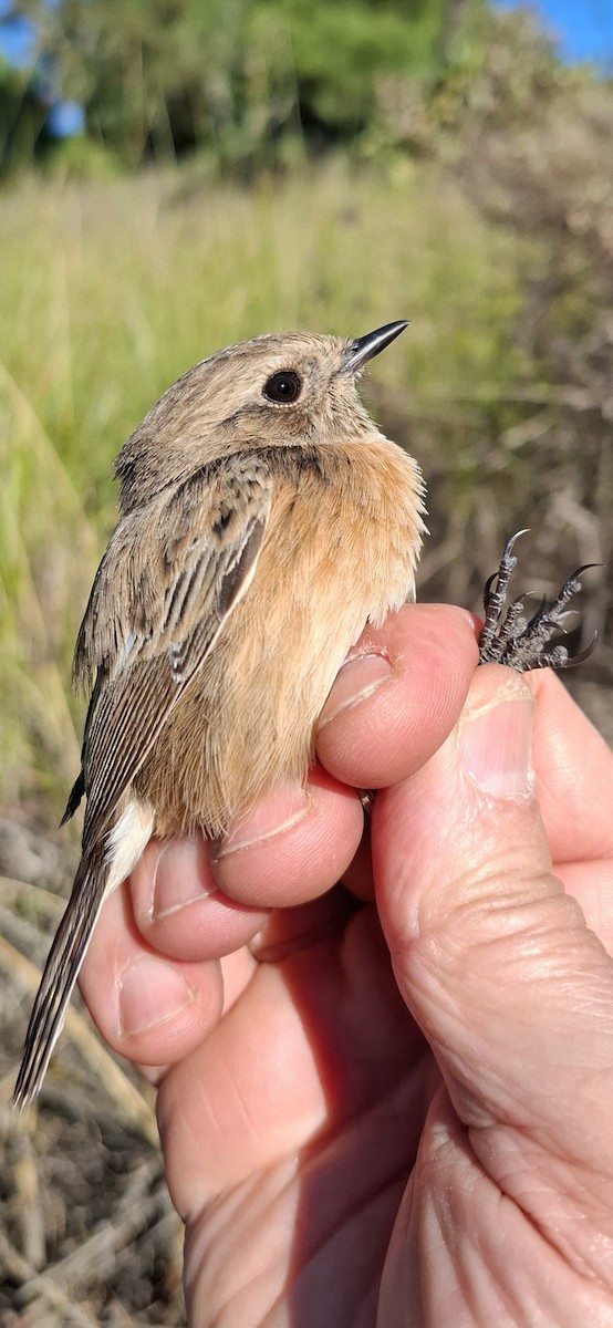 bramborníček černohlavý - ML646017701