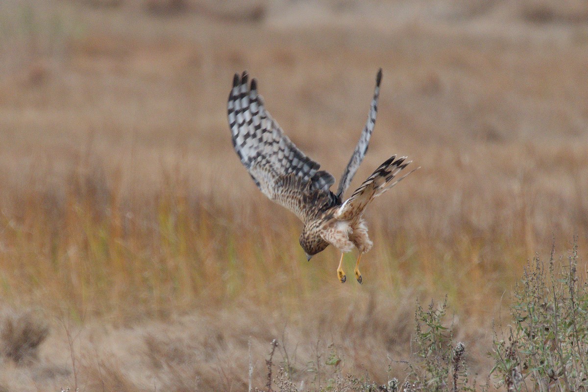 Northern Harrier - ML646017709