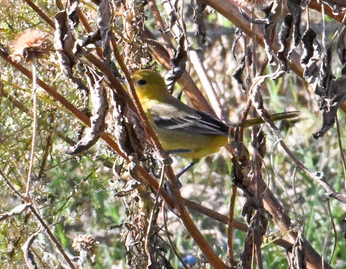 Orchard Oriole - ML646017721