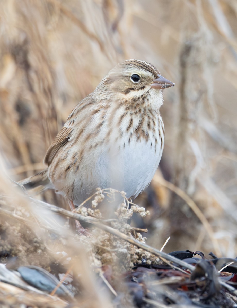 Savannah Sparrow (Ipswich) - ML646017730