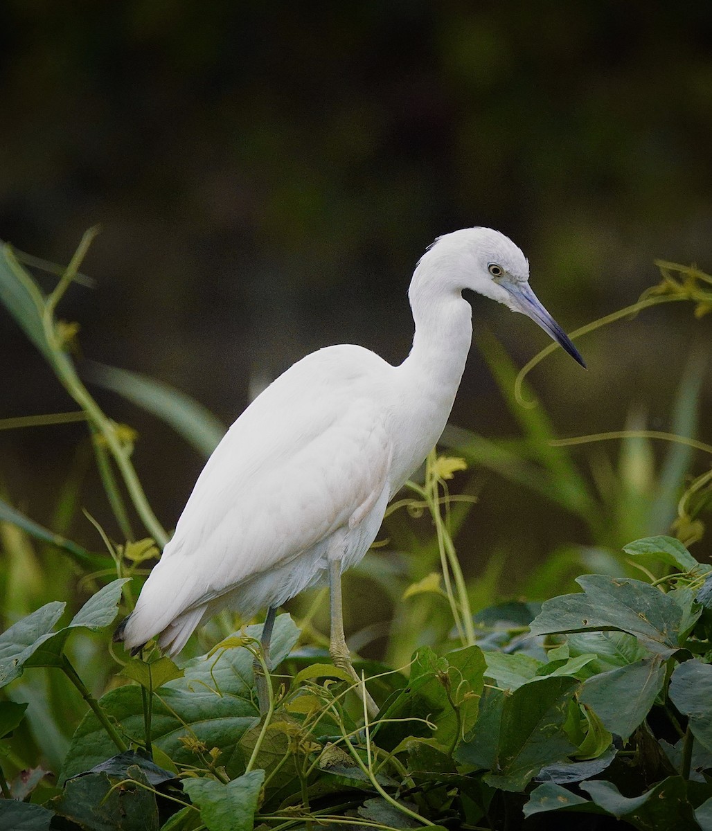 Little Blue Heron - ML646017750