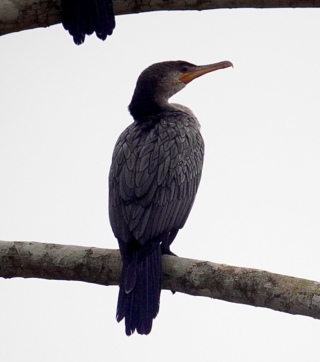 Neotropic Cormorant - ML646017766