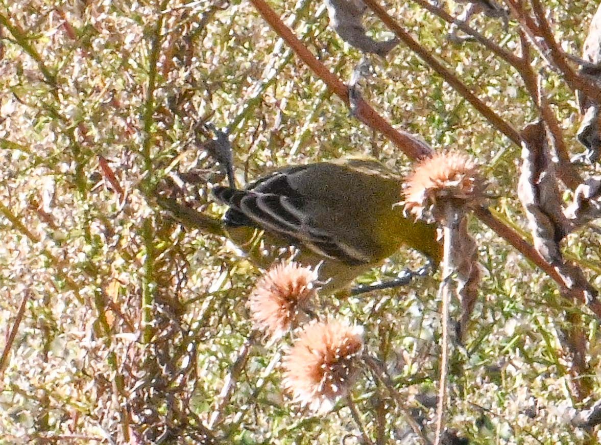 Orchard Oriole - ML646017767