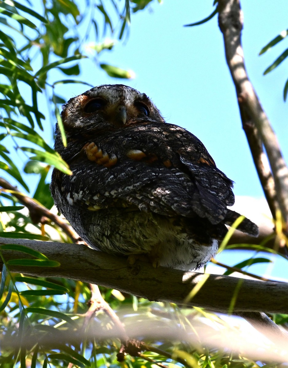 Flammulated Owl - ML646017768