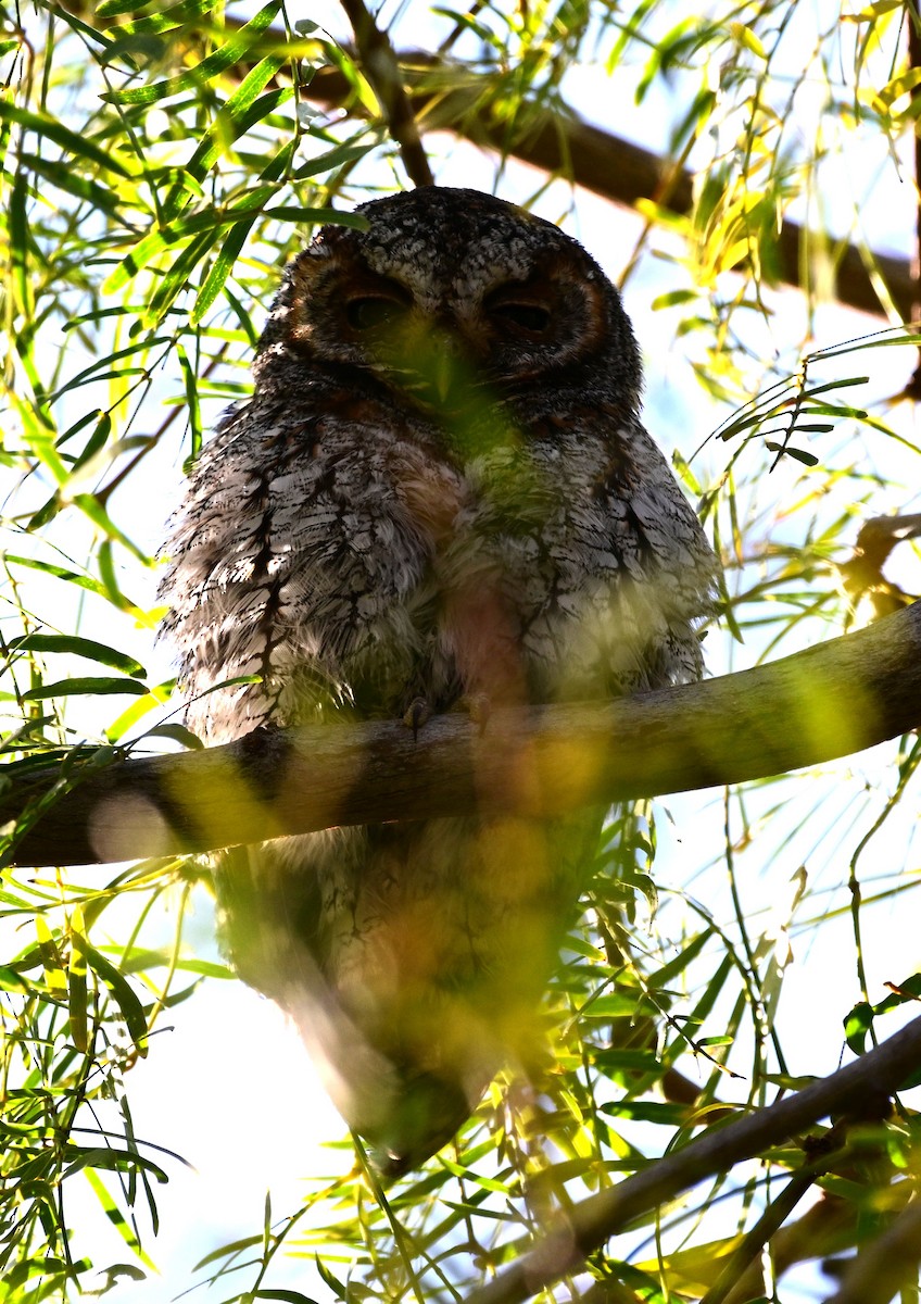 Flammulated Owl - ML646017770