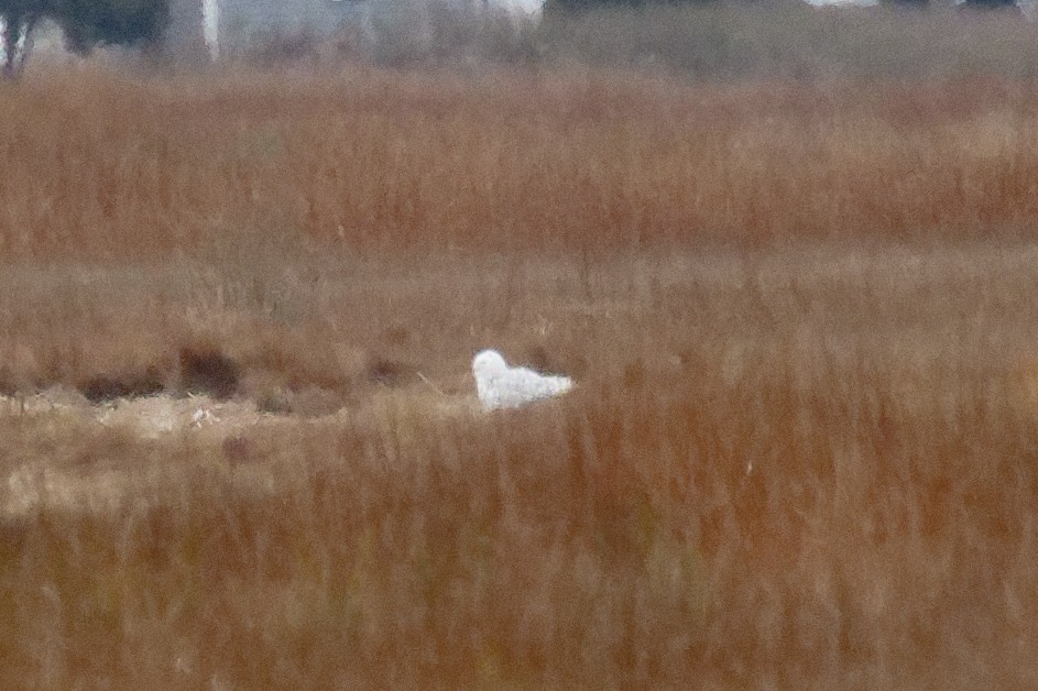 Цэвдгийн ууль - ML646017771