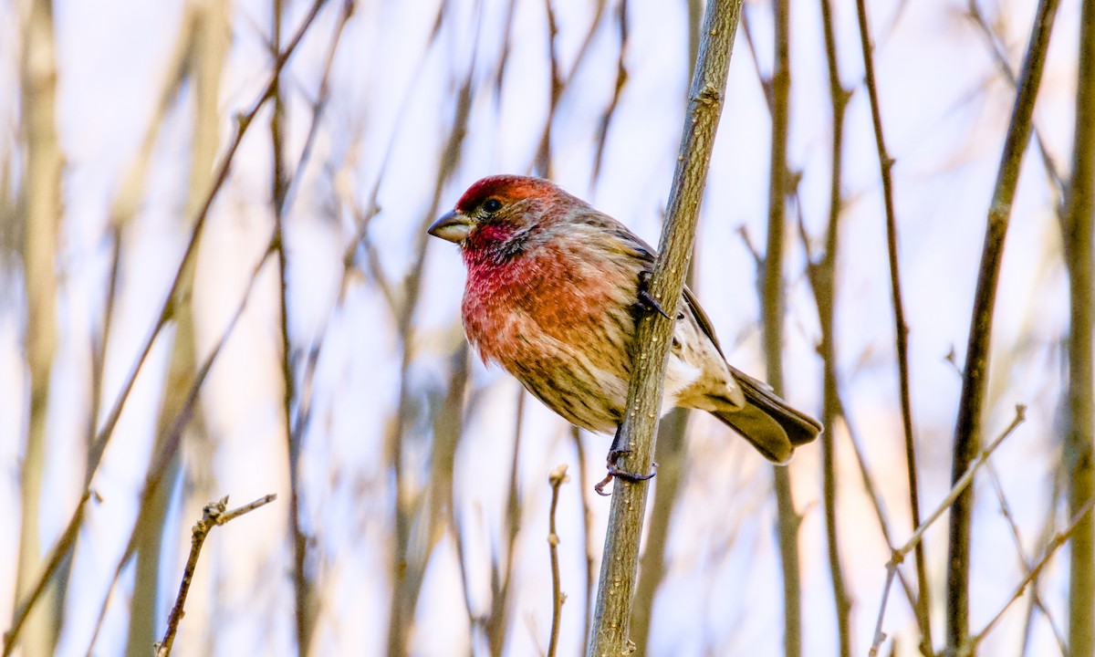 House Finch - ML646017774
