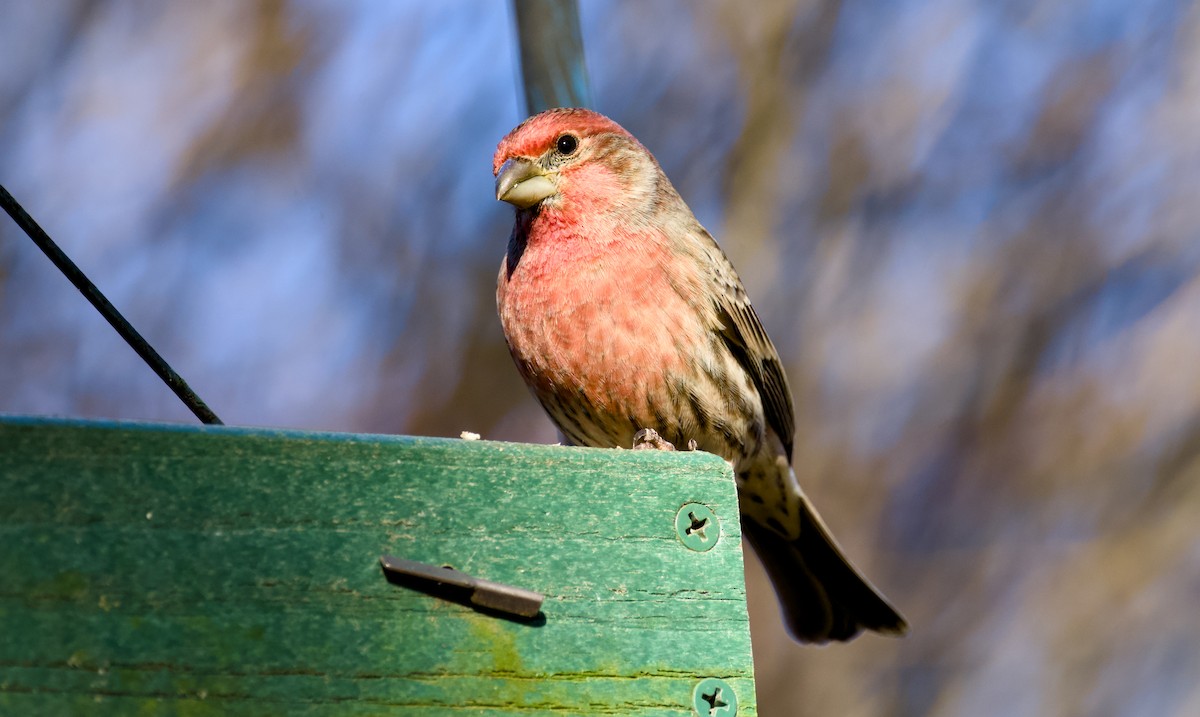 House Finch - ML646017775