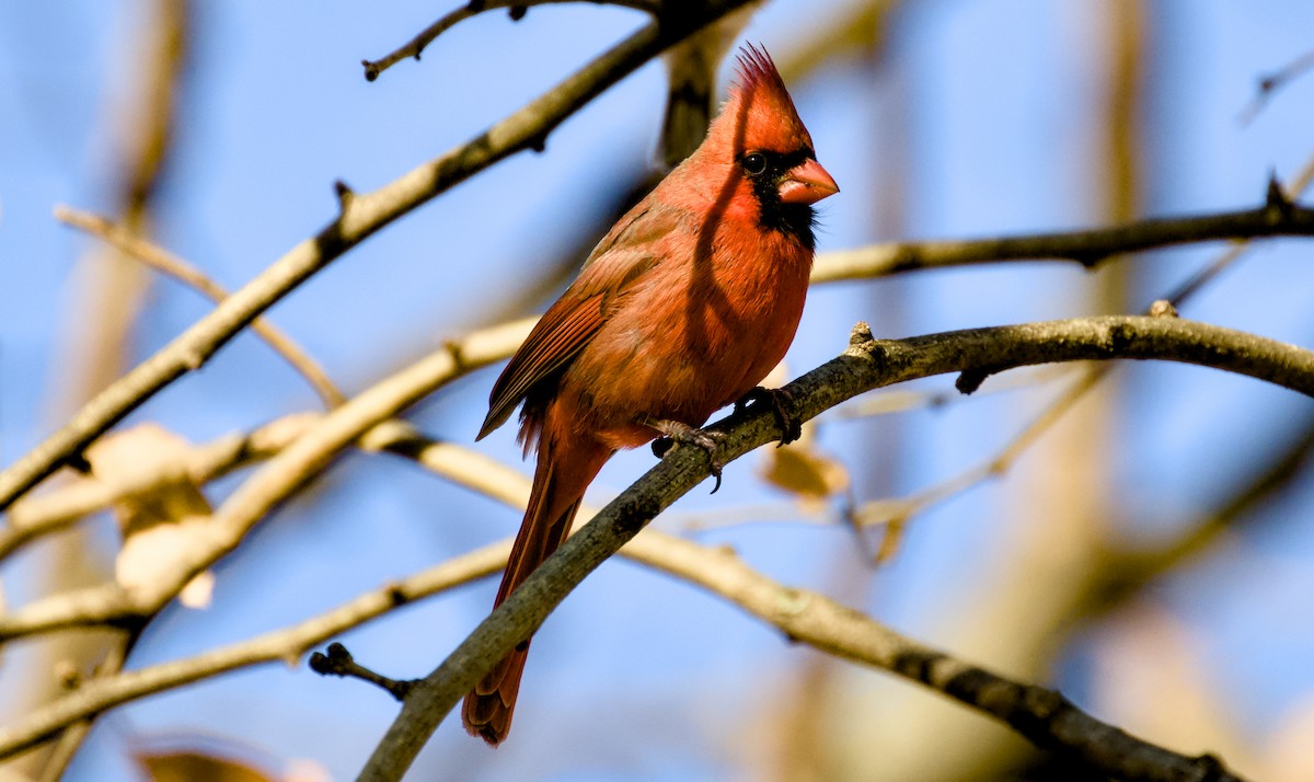 Northern Cardinal - ML646017778