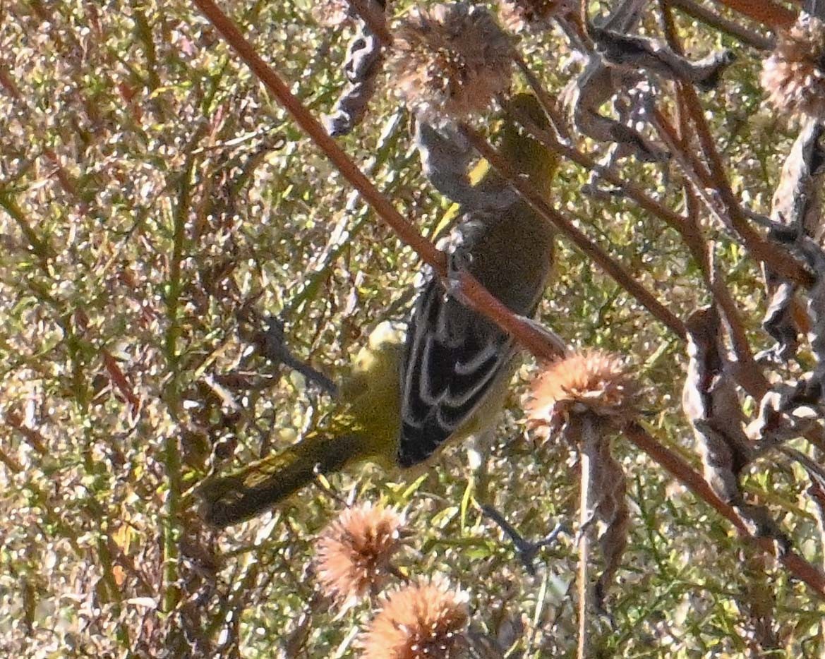 Orchard Oriole - ML646017779