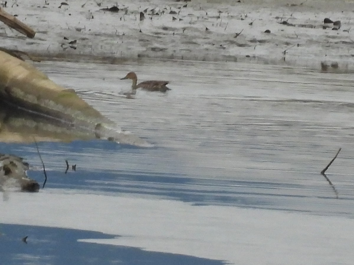 Northern Pintail - ML646017784