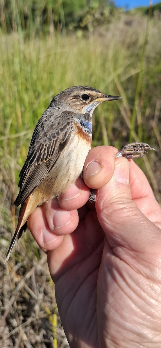 slavík modráček - ML646017785