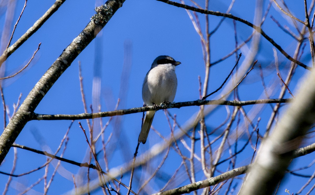 Loggerhead Shrike - ML646017802