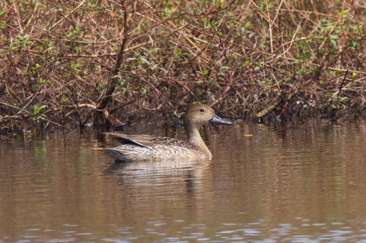 Northern Pintail - ML646017803
