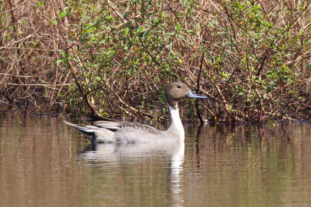 Northern Pintail - ML646017805