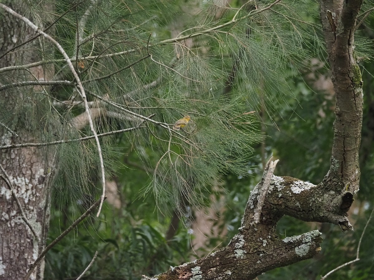 Yellow Thornbill - ML646017810