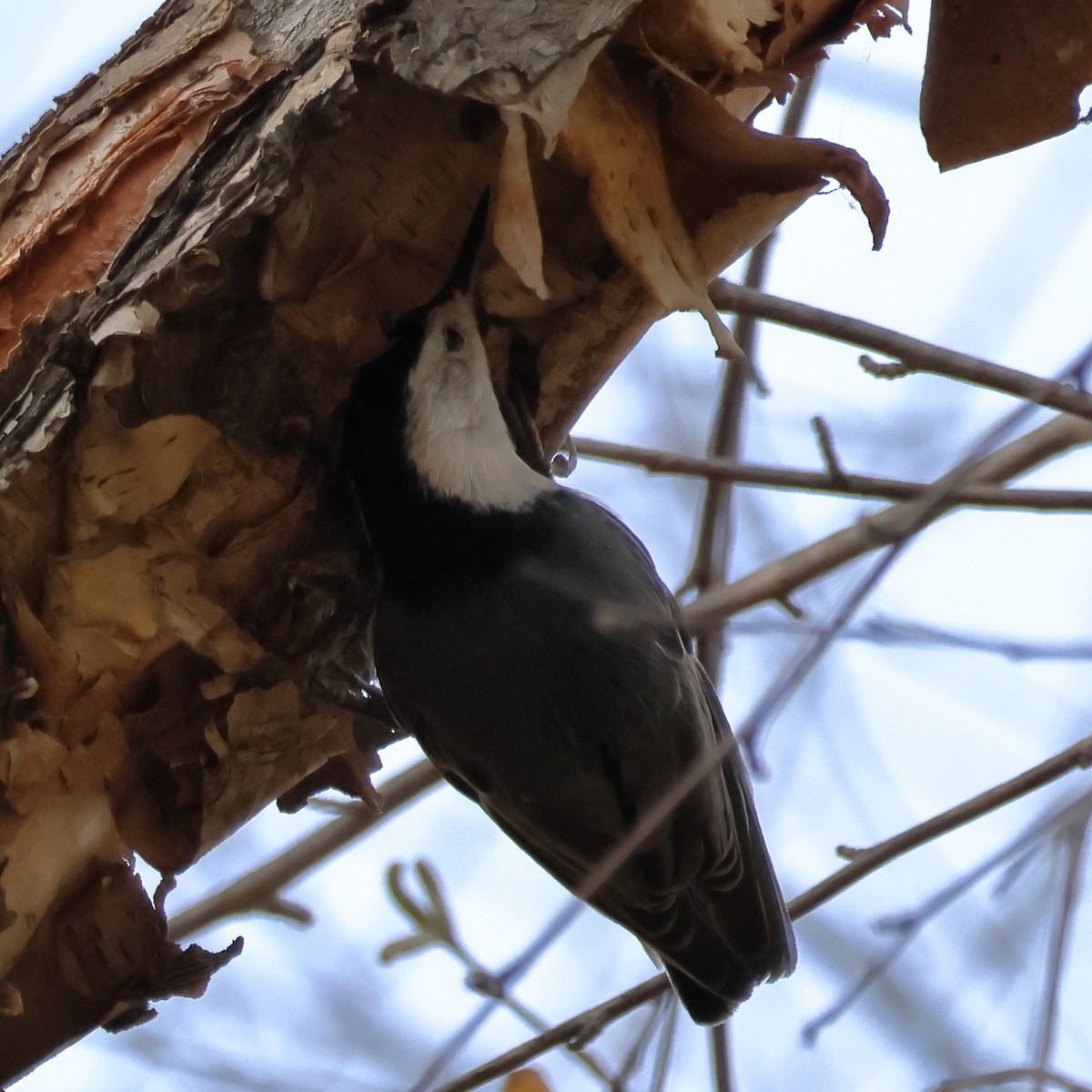 Sittelle à poitrine blanche - ML646017811