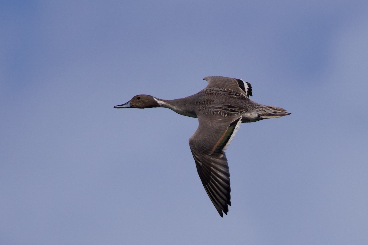 Northern Pintail - ML646017812