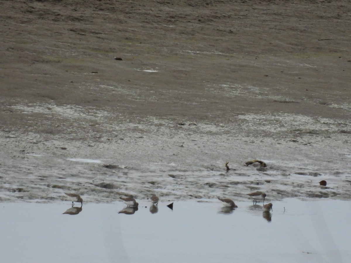 Dunlin - ML646017813