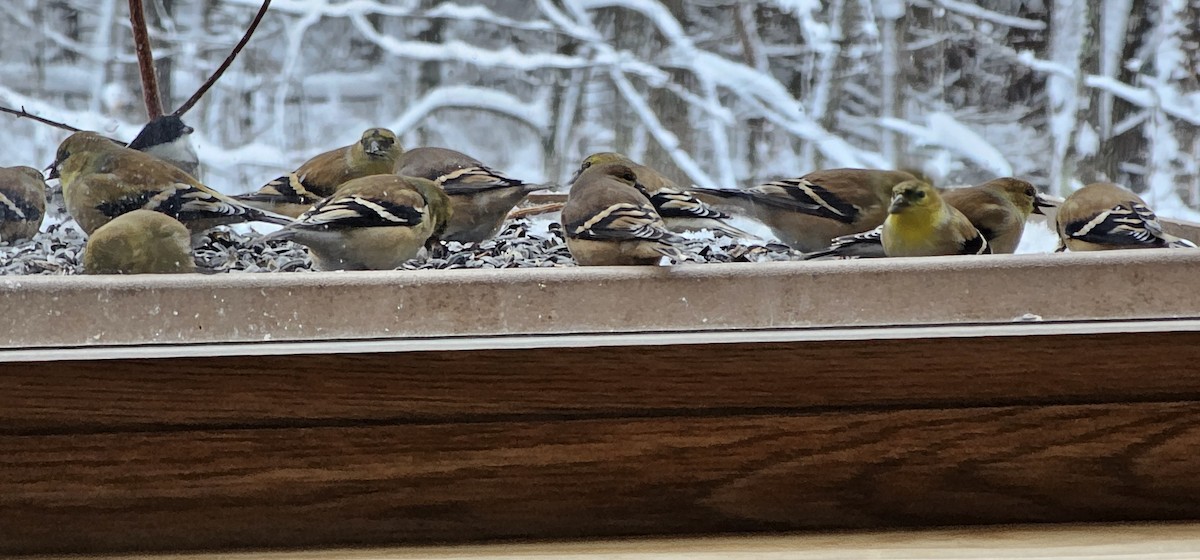 Altın İskete - ML646017814