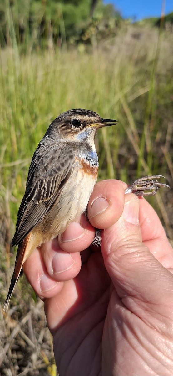 slavík modráček - ML646017815