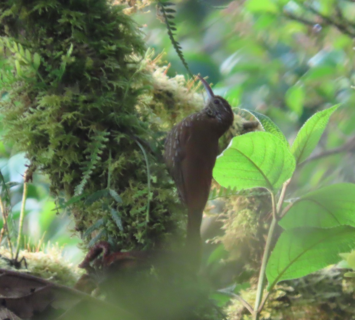 tåretreløper - ML646017816