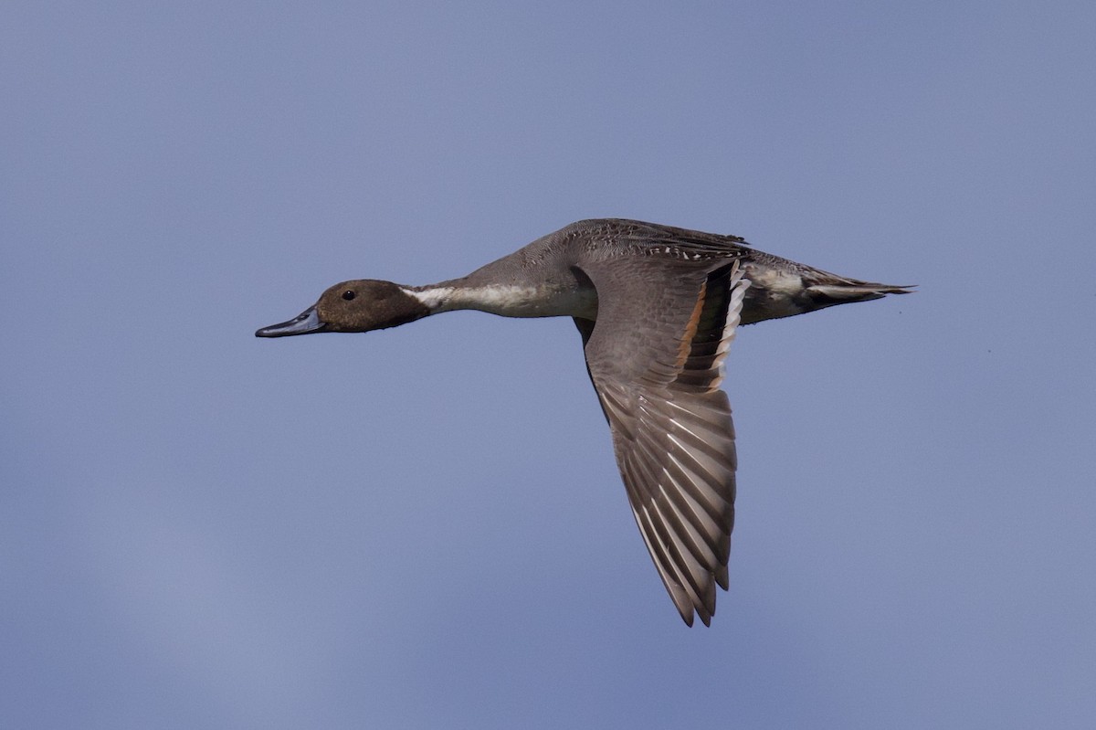 Northern Pintail - ML646017820