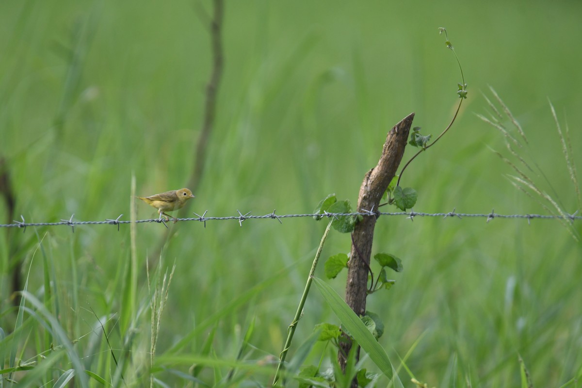 Sarı Ötleğen - ML646017821