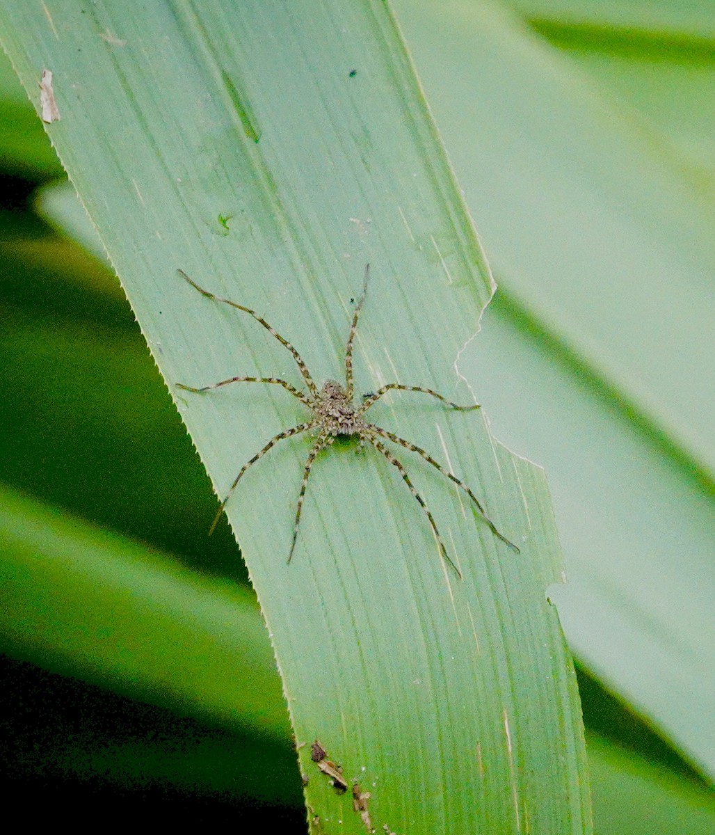 動物界 - ML646017822