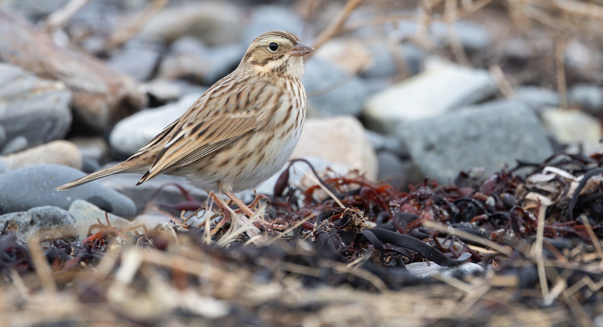 Savannah Sparrow (Ipswich) - ML646017840