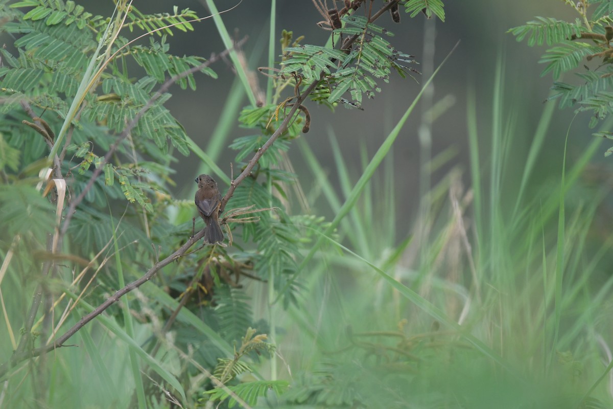 Thick-billed Seed-Finch - ML646017849