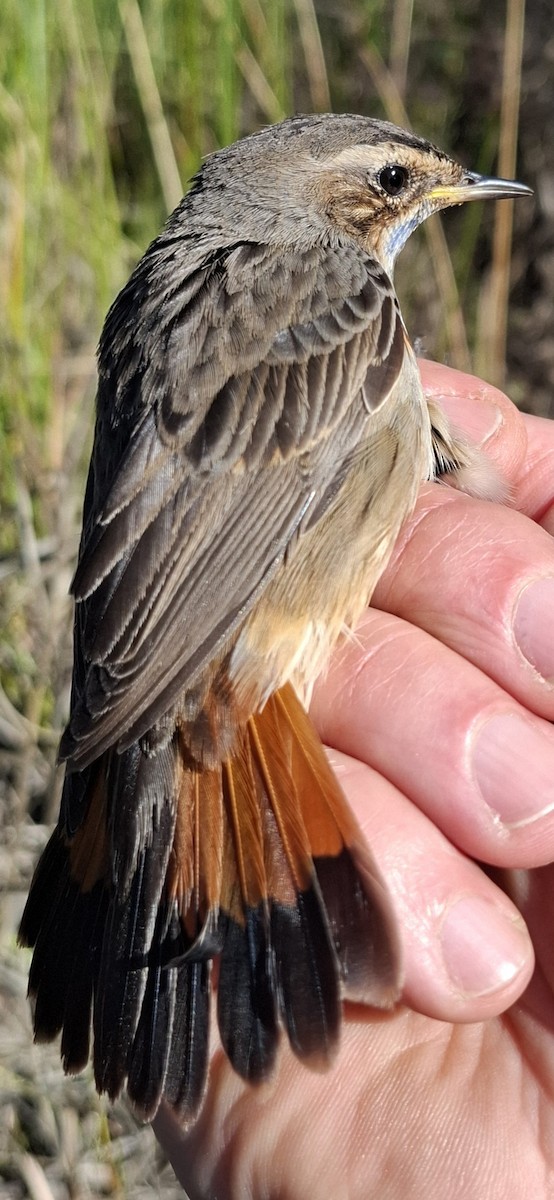 slavík modráček - ML646017852