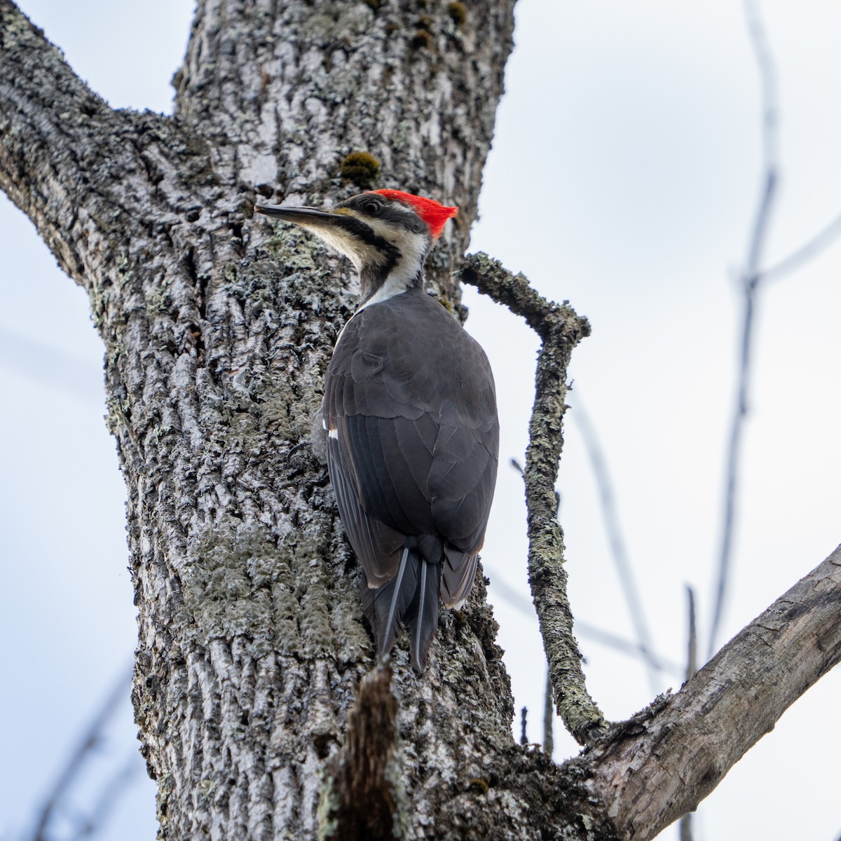 Жовна північна - ML646017853