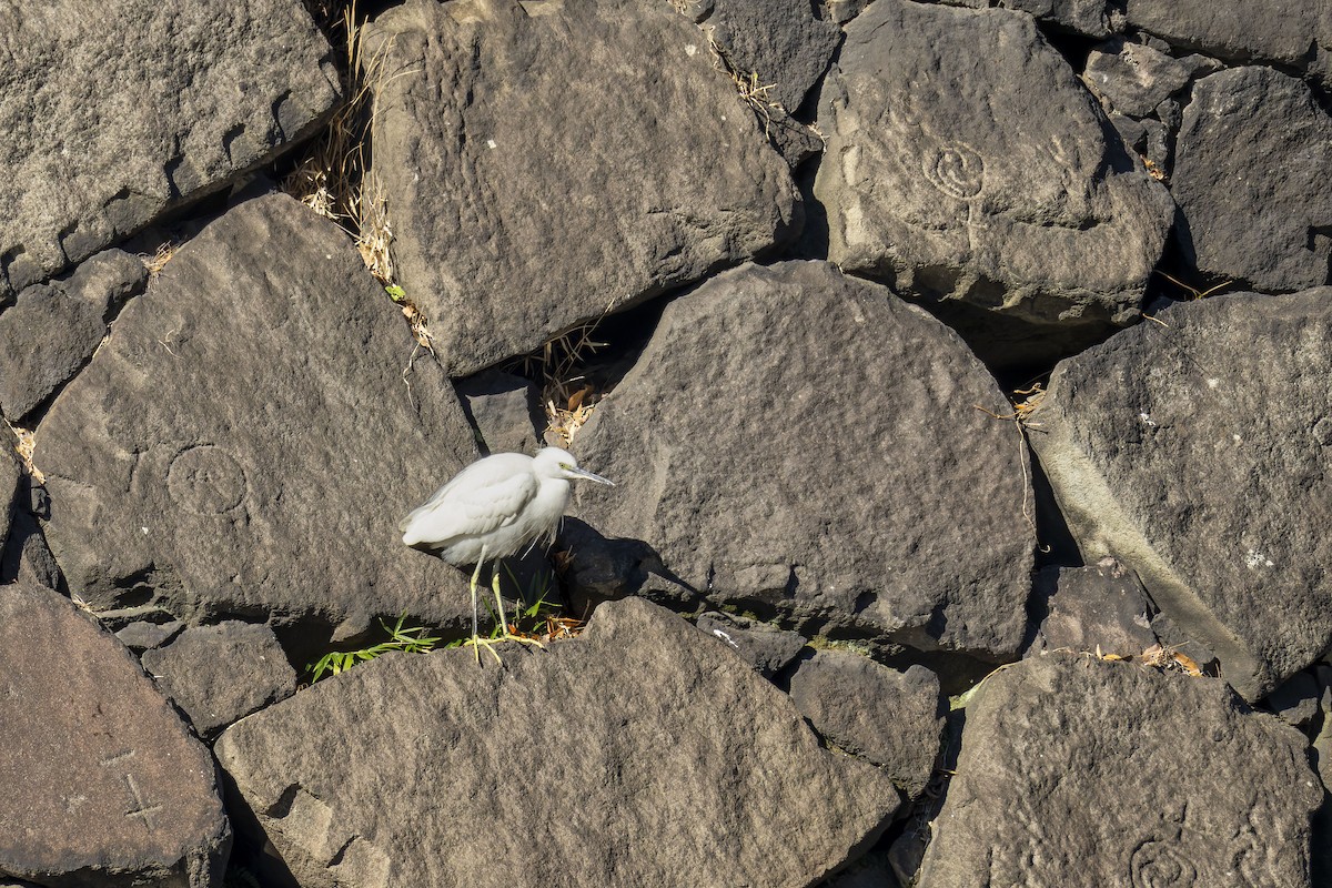 Little Egret - ML646017855